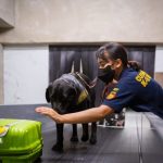Sebagai institusi yang bertugas mengawasi lalu lintas barang di wilayah pabean, Bea Cukai memegang peranan strategis dalam memutus rantai suplai narkotika lintas negara.