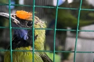 Bea Cukai Langsa menindak sekaligus memusnahkan ratusan unggas impor ilegal asal Thailand yang diselundupkan ke wilayah Aceh Tamiang pada awal Agustus lalu.