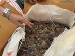 Direktorat Reserse Kriminal Khusus (Ditreskrimsus) Polda Kepulauan Riau berhasil mengungkap kasus dugaan tindak pidana konservasi sumber daya alam hayati dan ekosistem dengan mengamankan barang bukti 21,80 kilogram sisik trenggiling (Manis javanica), Minggu (31/8/2025).