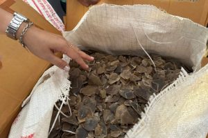 Direktorat Reserse Kriminal Khusus (Ditreskrimsus) Polda Kepulauan Riau berhasil mengungkap kasus dugaan tindak pidana konservasi sumber daya alam hayati dan ekosistem dengan mengamankan barang bukti 21,80 kilogram sisik trenggiling (Manis javanica), Minggu (31/8/2025).