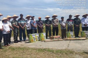 TNI dan Polri bersama petani lokal menggelar Panen Raya Padi di Nagori Maligas Bayu, Kecamatan Hutabayuraja, Kabupaten Simalungun. Simalungun, 3 September 2025