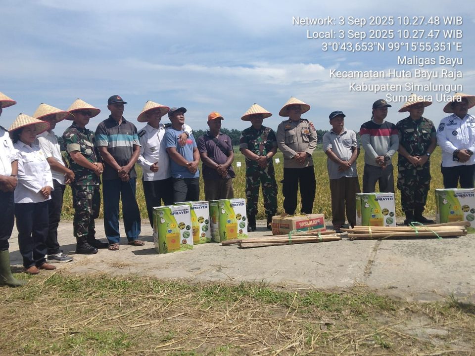 TNI dan Polri bersama petani lokal menggelar Panen Raya Padi di Nagori Maligas Bayu, Kecamatan Hutabayuraja, Kabupaten Simalungun. Simalungun, 3 September 2025