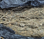 Dari tangan para tersangka, polisi menyita satu paket ganja kering seberat satu kilogram yang dibungkus lakban cokelat.