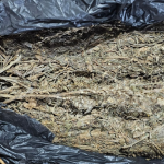 Dari tangan para tersangka, polisi menyita satu paket ganja kering seberat satu kilogram yang dibungkus lakban cokelat.