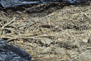 Dari tangan para tersangka, polisi menyita satu paket ganja kering seberat satu kilogram yang dibungkus lakban cokelat.